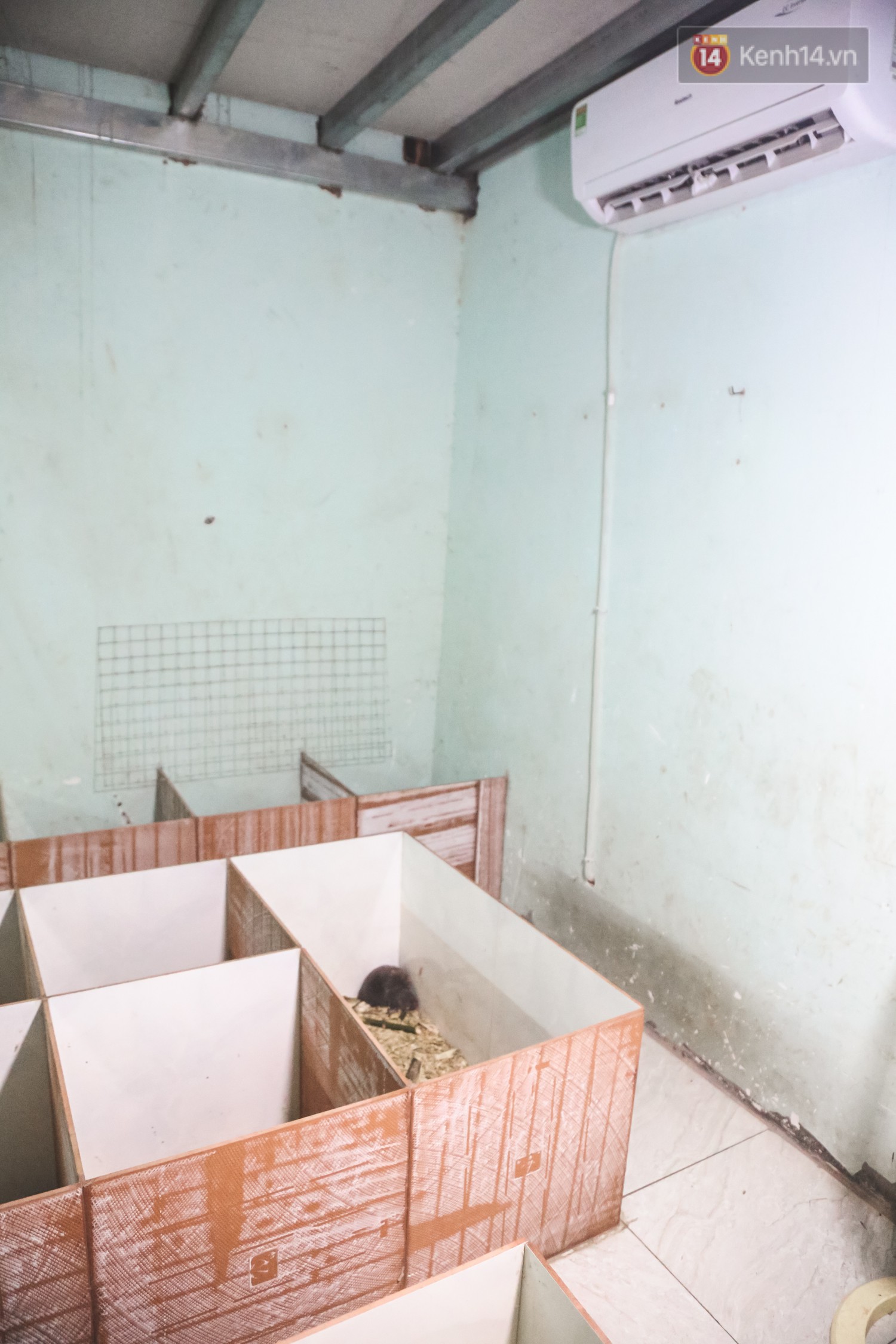 Ch&agrave;ng sinh vi&ecirc;n S&agrave;i G&ograve;n thu nhập 40 triệu đồng/th&aacute;ng nhờ nu&ocirc;i d&uacute;i bằng m&aacute;y lạnh - Ảnh 5.