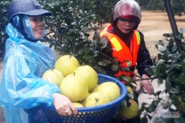 1.200 ha bưởi Phúc Trạch ngập lũ, xót xa trăm tỷ dần thối rụng - Ảnh 7.