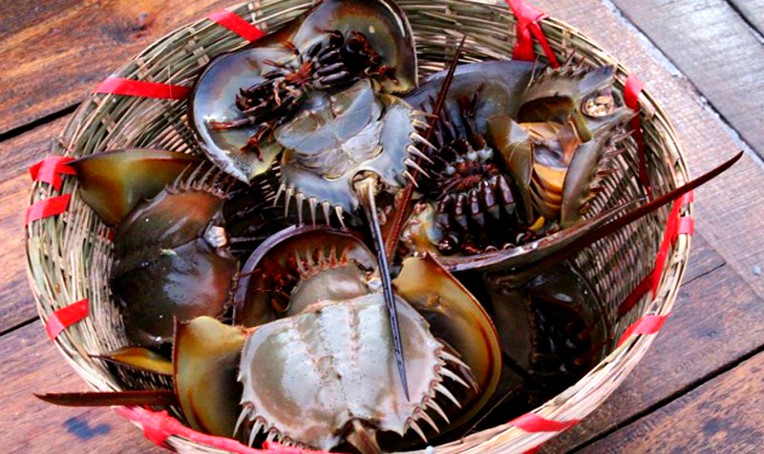 Đằng sau c&acirc;u &ldquo;d&iacute;nh như sam&rdquo; h&oacute;a ra c&ograve;n c&oacute; cả m&oacute;n đặc sản đặc sắc n&agrave;y - Ảnh 1.