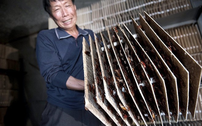 Loài côn trùng nhiều người ghê tởm đang lên ngôi ở Trung Quốc: Hàng loạt trang trại nuôi gián mọc lên như nấm để chế biến thuốc, xử lý thực phẩm thừa và dùng làm nguồn thức ăn cho 1,4 tỷ dân - Ảnh 2.