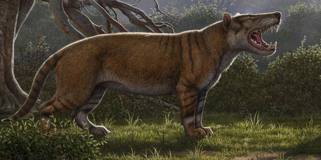 Lo&agrave;i động vật c&oacute; v&uacute; ăn thịt lớn nhất tr&ecirc;n đất liền, được mệnh danh l&agrave; m&aacute;y xay thịt di động - Ảnh 5.