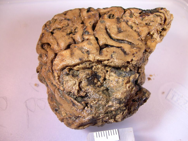 Bí ẩn mảnh não 2.700 năm tuổi, vẫn nguyên vẹn dù cho không hề được tẩm ướp - Ảnh 1.