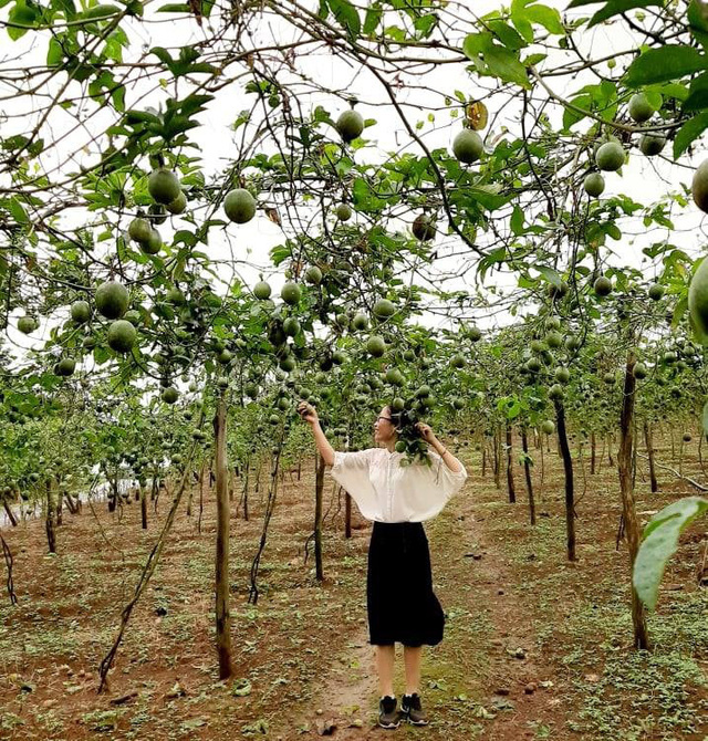 Bỏ công việc thu nhập cao ngất ngưởng, cô giáo Hà Nội sở hữu trung tâm tiếng Anh về quê ủ phân trồng rau: Cuộc sống mà Đen Vâu mơ ước là đây chứ đâu! - Ảnh 6.