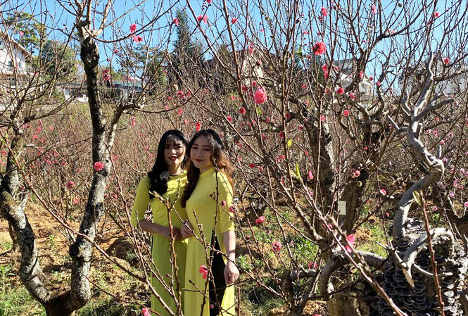 Đ&agrave;o m&aacute; hồng Đ&agrave; Lạt h&agrave;ng chục triệu đồng vẫn đắt h&agrave;ng - Ảnh 1.