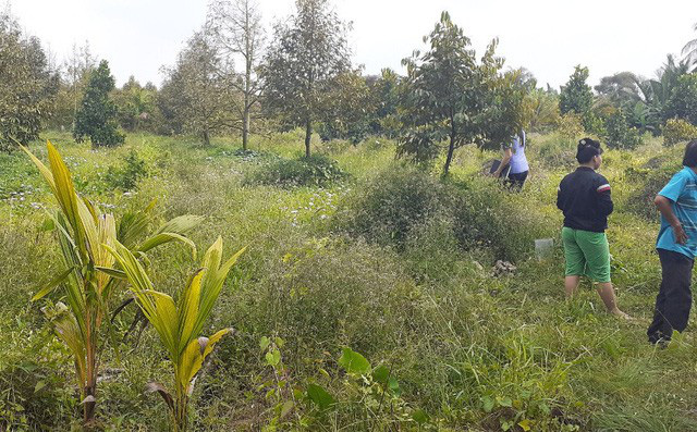 Hay mất trộm sầu riêng, chủ vườn gài bẫy điện làm hàng xóm bị giật nguy kịch - Ảnh 1.