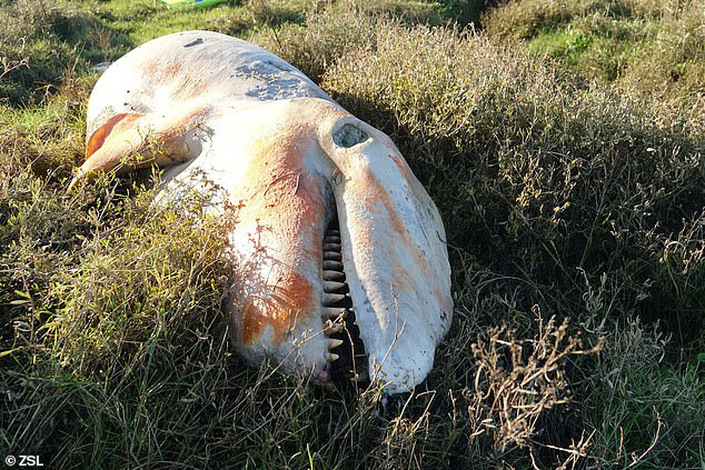 Cá voi sát thủ dạt vào đầm lầy tại Anh lần đầu tiên sau 19 năm: Cả một bụng rỗng tuếch thức ăn nhưng chất đầy rác nhựa - Ảnh 1.