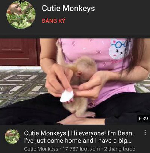 Nu&ocirc;i 5 con khỉ qu&yacute; hiếm tr&aacute;i ph&eacute;p c&ograve;n tung video khoe tr&ecirc;n Youtube - Ảnh 1.