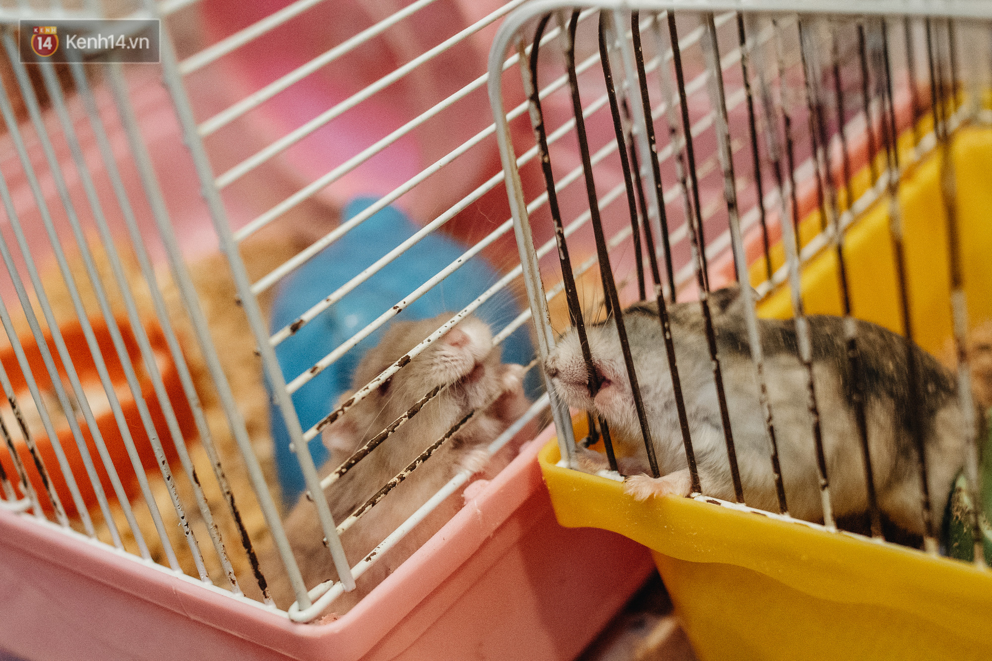 Năm Canh Tý, người trẻ tìm mua chuột hamster để giảm stress và cầu chúc may mắn - Ảnh 5.