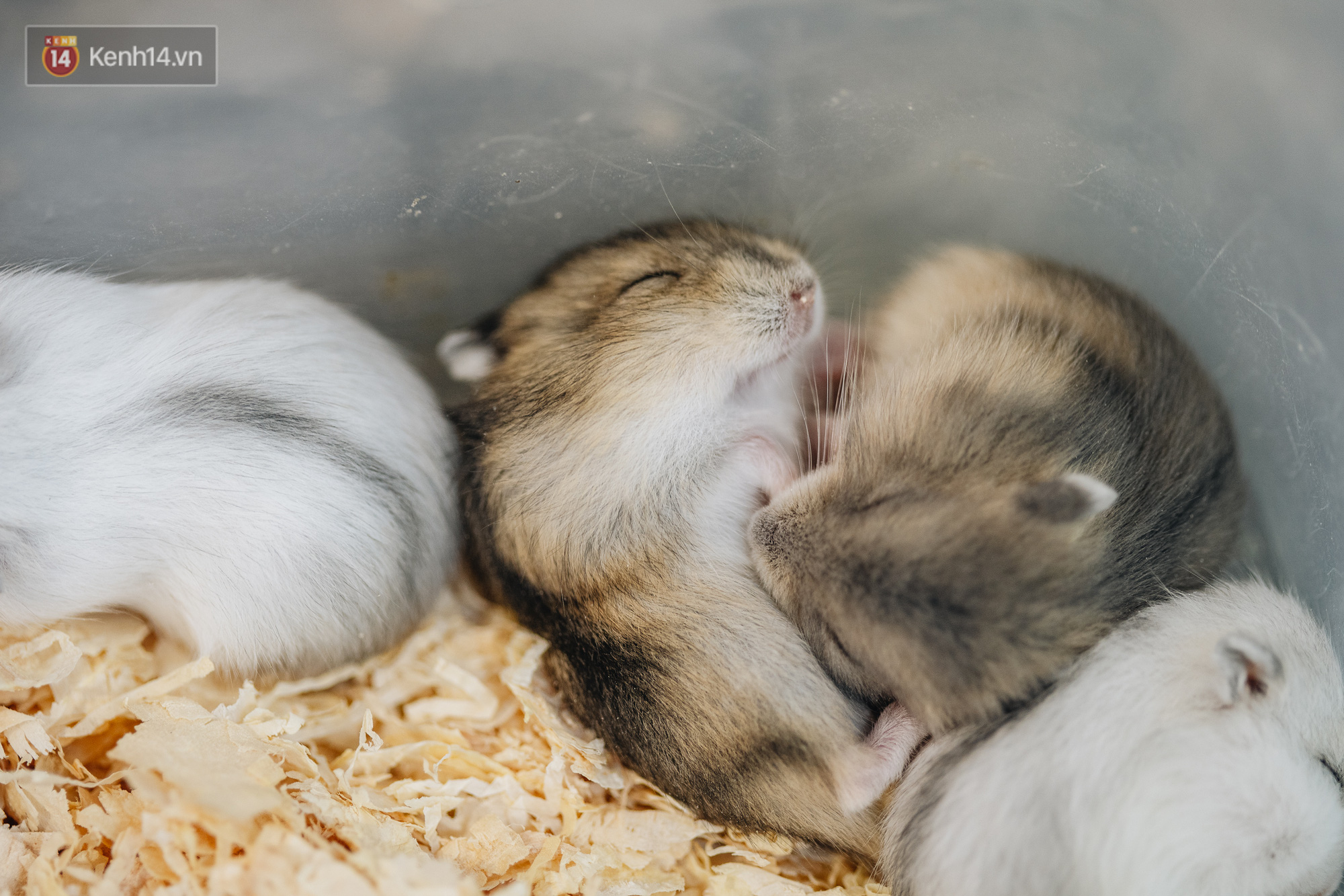 Năm Canh Tý, Người Trẻ Tìm Mua Chuột Hamster Để Giảm Stress Và Cầu Chúc May  Mắn