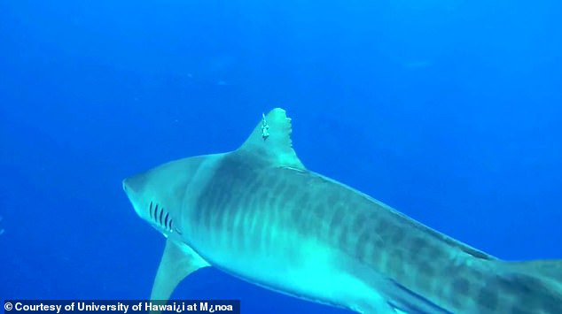 Nỗi đau thầm lặng của đại dương: Khoa học xác định hàng triệu cá mập có lưỡi câu mắc sâu trong da thịt, tác động của loài người đã lớn quá rồi - Ảnh 3.