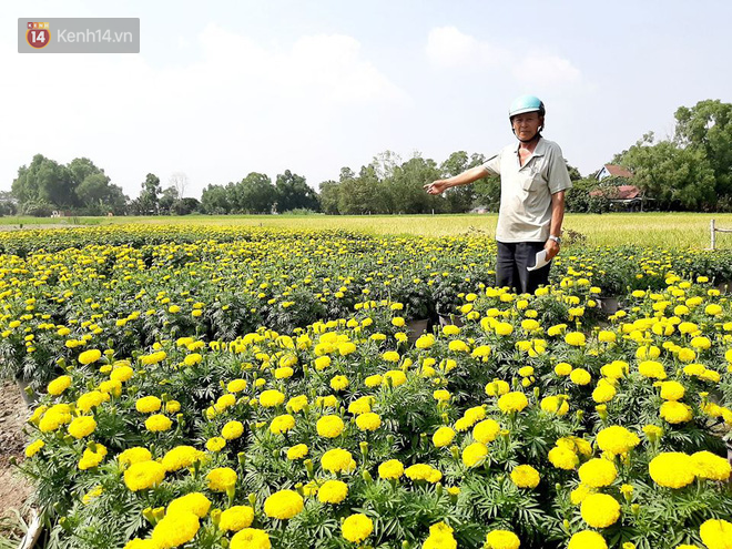 Thương lái bùng 3.000 chậu hoa vạn thọ của lão nông Sài Gòn vào 28 Tết, cộng đồng mạng chung tay mua sạch - Ảnh 9.