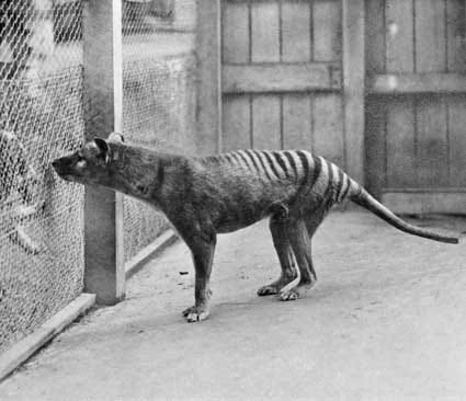  Cứ ngỡ đã tuyệt chủng từ những năm 1930, nhưng có lẽ hổ Tasmania vẫn còn tồn tại đâu đó ngoài kia  - Ảnh 5.