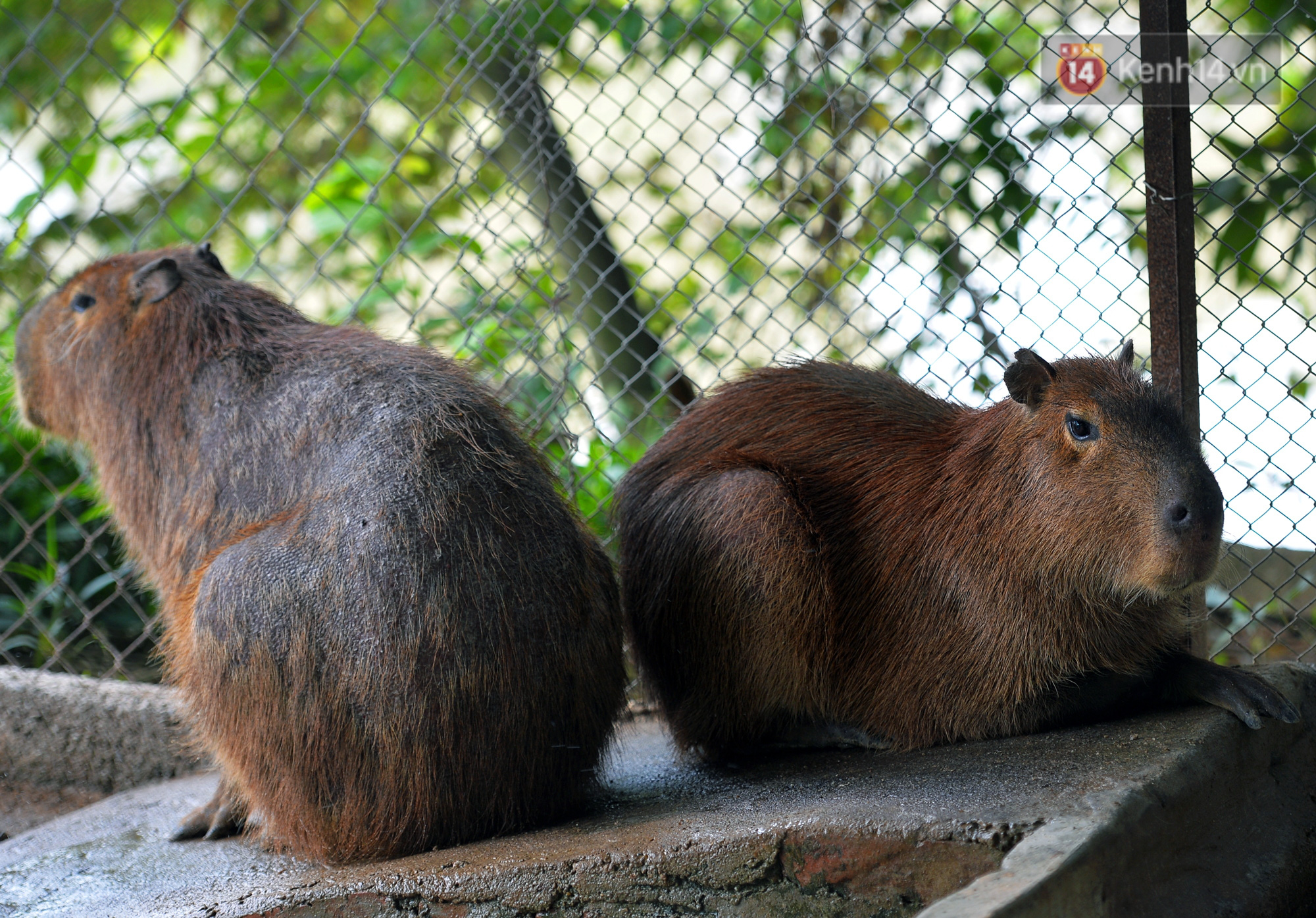 Trước thềm năm Canh T&yacute;, ngắm những ch&uacute; chuột lang Nam Mỹ to nhất thế giới tại H&agrave; Nội - Ảnh 1.