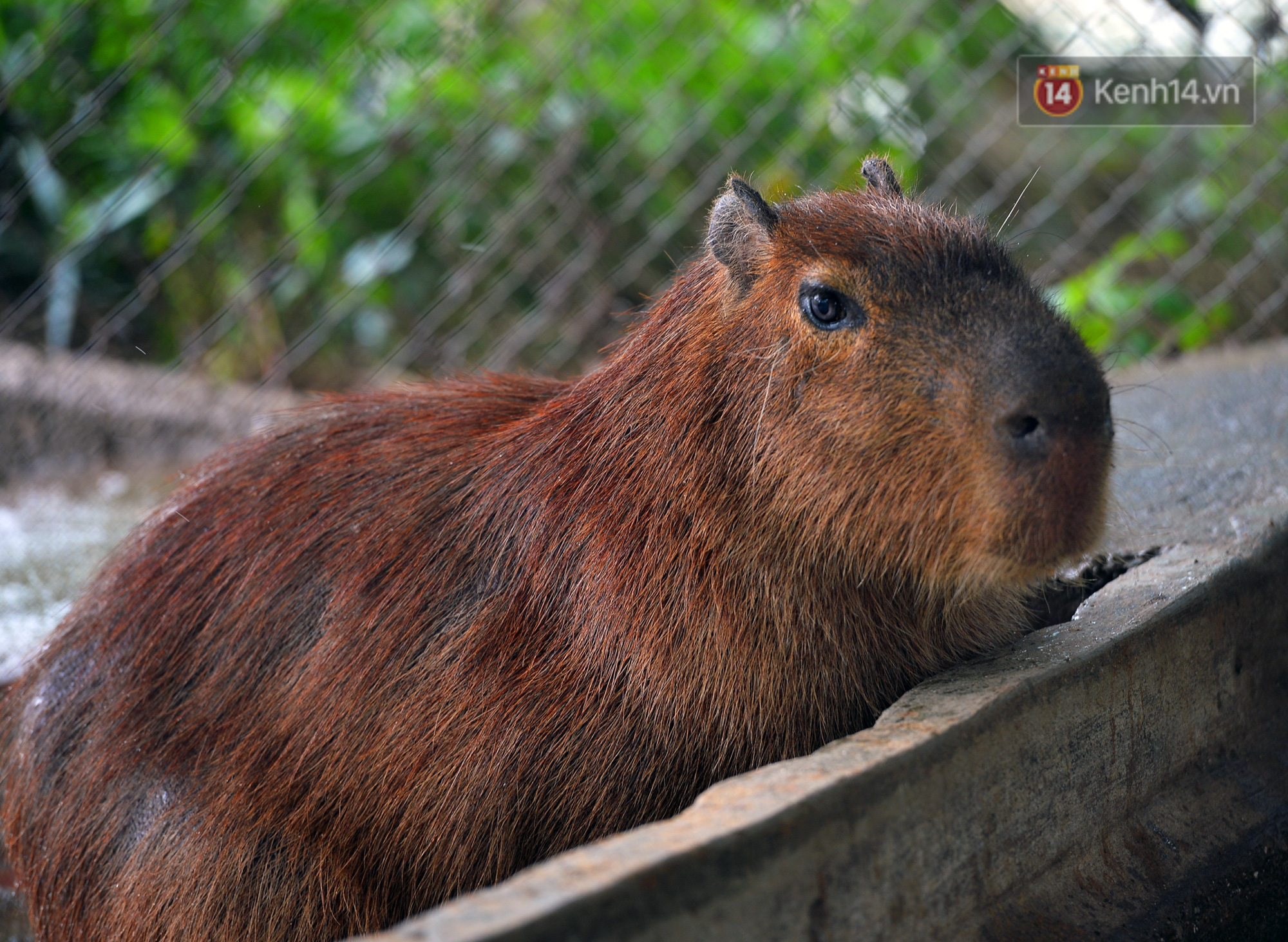 Trước thềm năm Canh T&yacute;, ngắm những ch&uacute; chuột lang Nam Mỹ to nhất thế giới tại H&agrave; Nội - Ảnh 2.