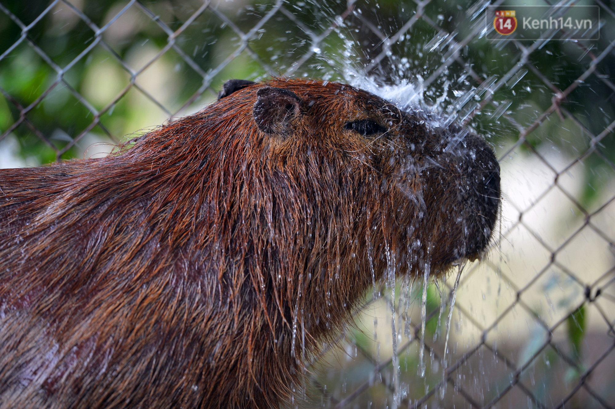 Trước thềm năm Canh T&yacute;, ngắm những ch&uacute; chuột lang Nam Mỹ to nhất thế giới tại H&agrave; Nội - Ảnh 3.