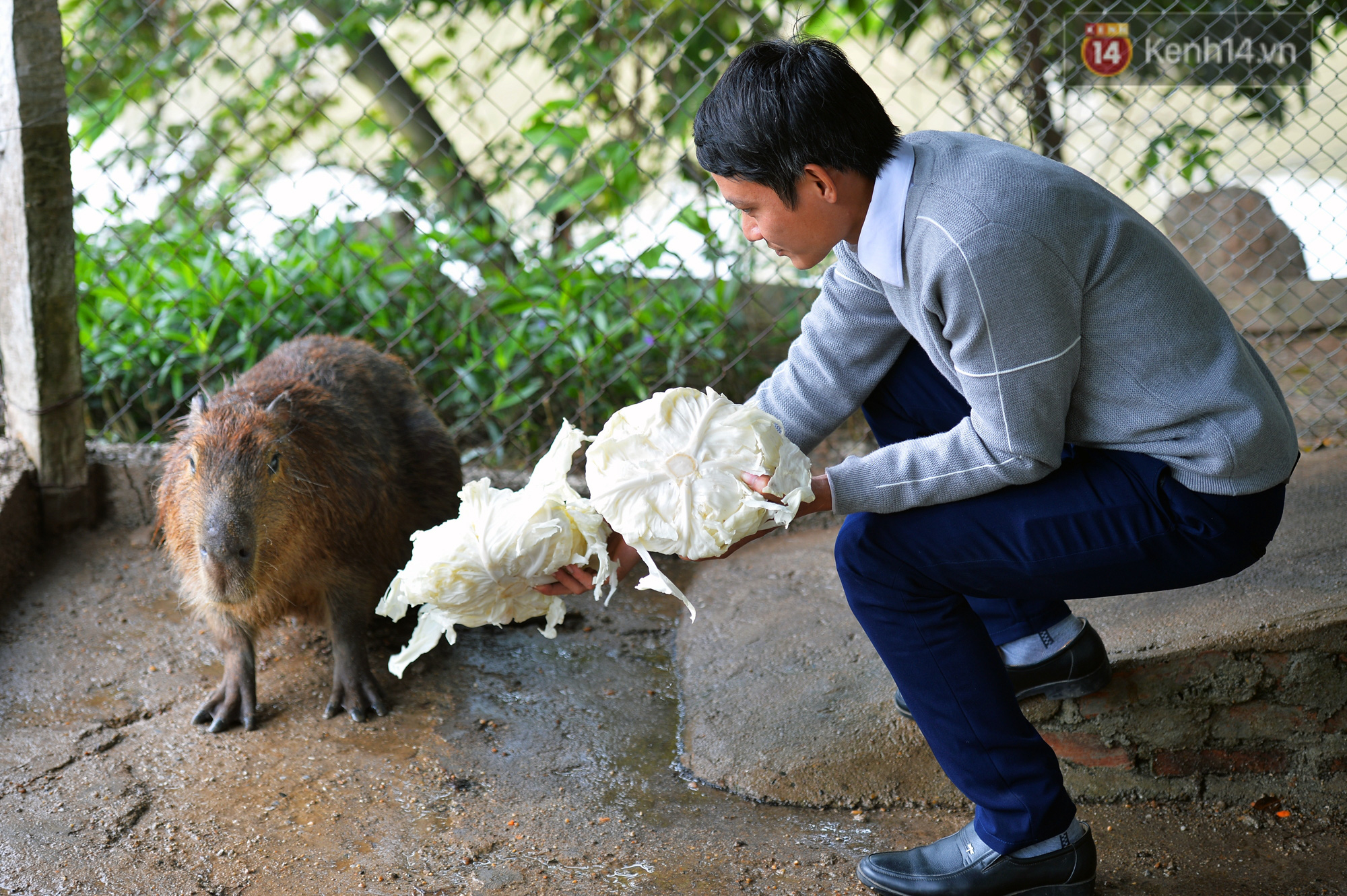 Trước thềm năm Canh T&yacute;, ngắm những ch&uacute; chuột lang Nam Mỹ to nhất thế giới tại H&agrave; Nội - Ảnh 5.