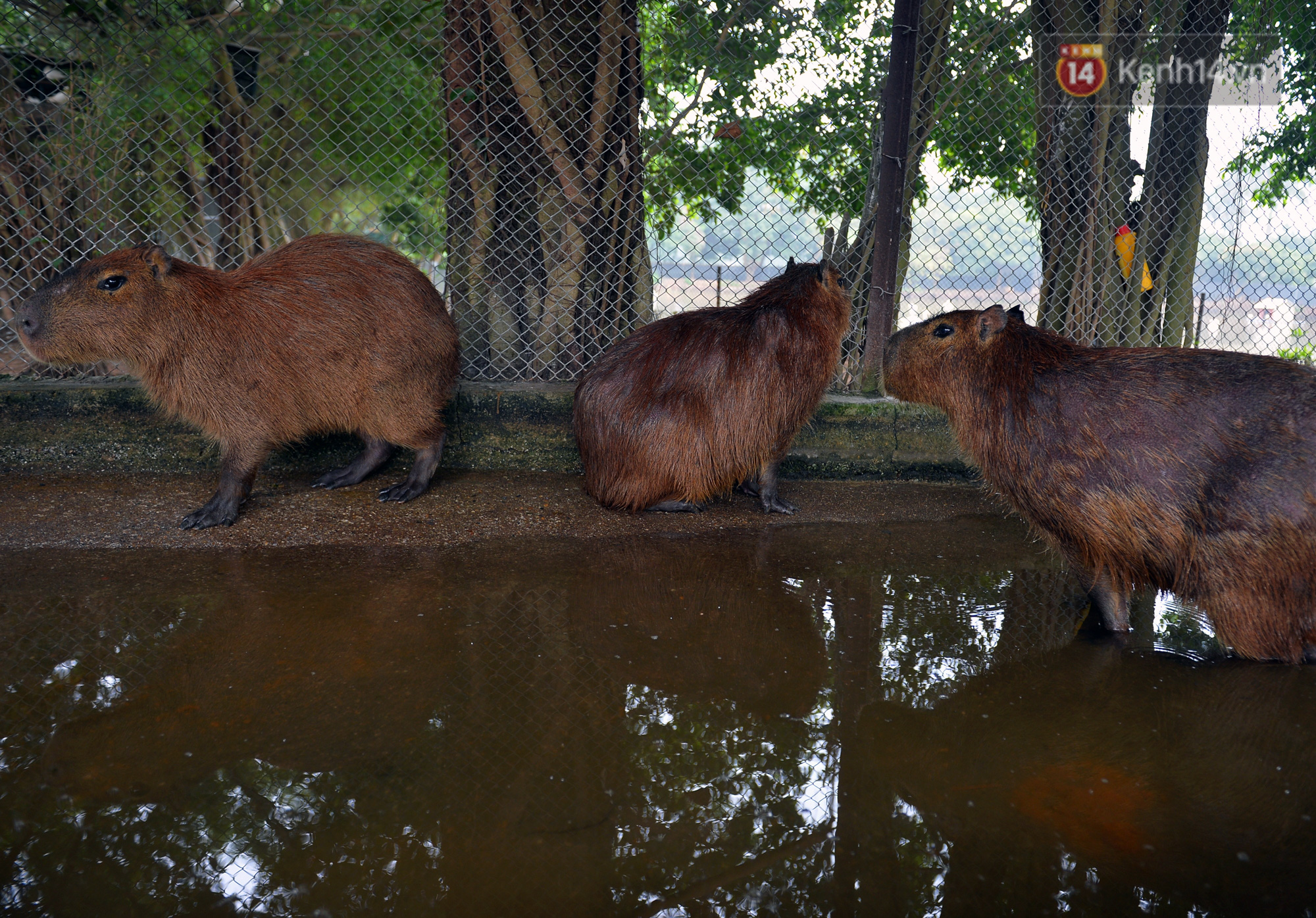 Trước thềm năm Canh T&yacute;, ngắm những ch&uacute; chuột lang Nam Mỹ to nhất thế giới tại H&agrave; Nội - Ảnh 6.