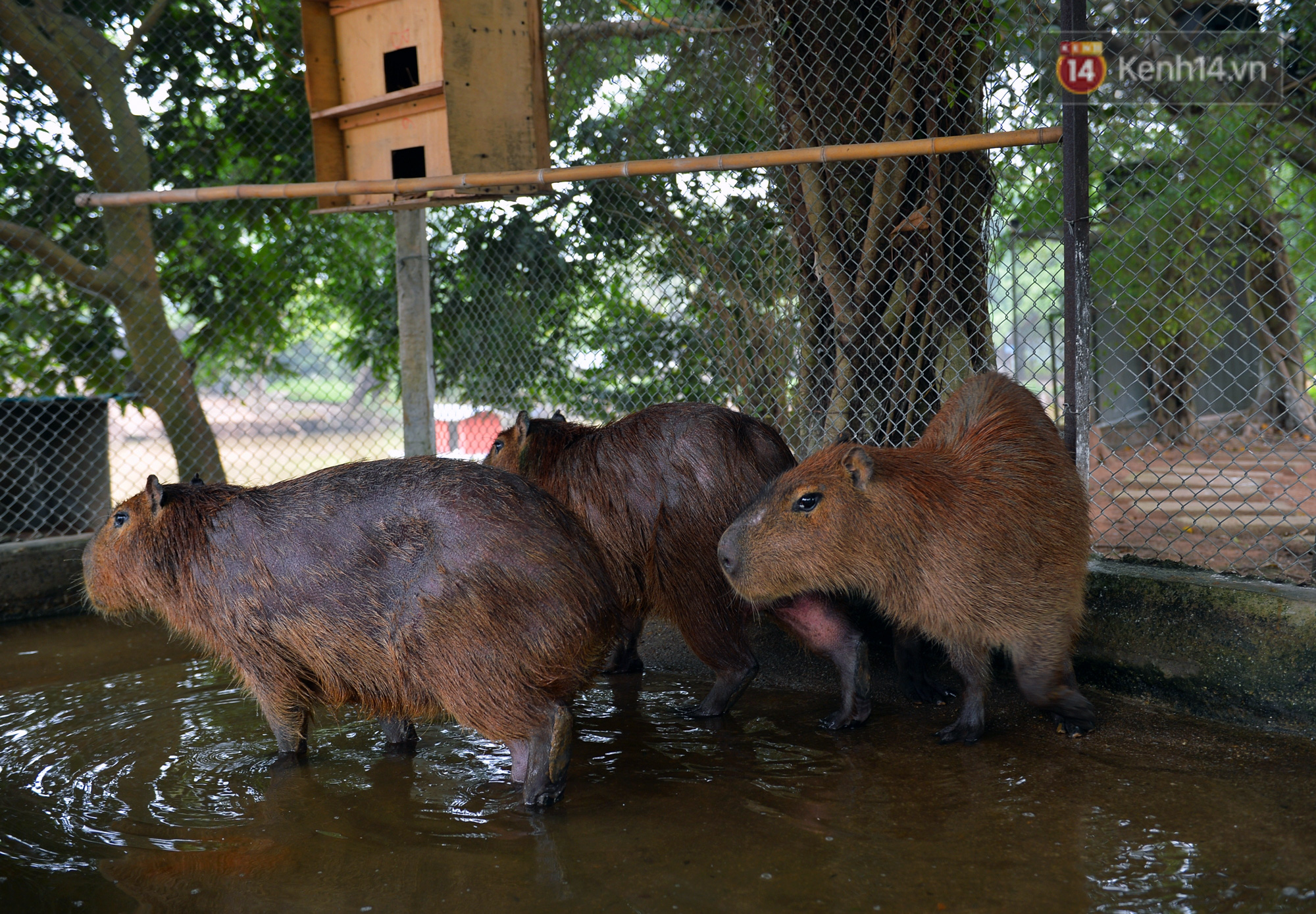 Trước thềm năm Canh T&yacute;, ngắm những ch&uacute; chuột lang Nam Mỹ to nhất thế giới tại H&agrave; Nội - Ảnh 7.