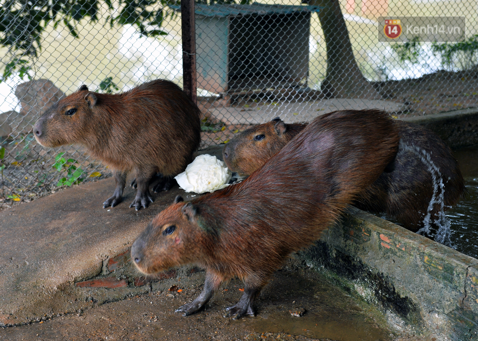 Trước thềm năm Canh T&yacute;, ngắm những ch&uacute; chuột lang Nam Mỹ to nhất thế giới tại H&agrave; Nội - Ảnh 8.