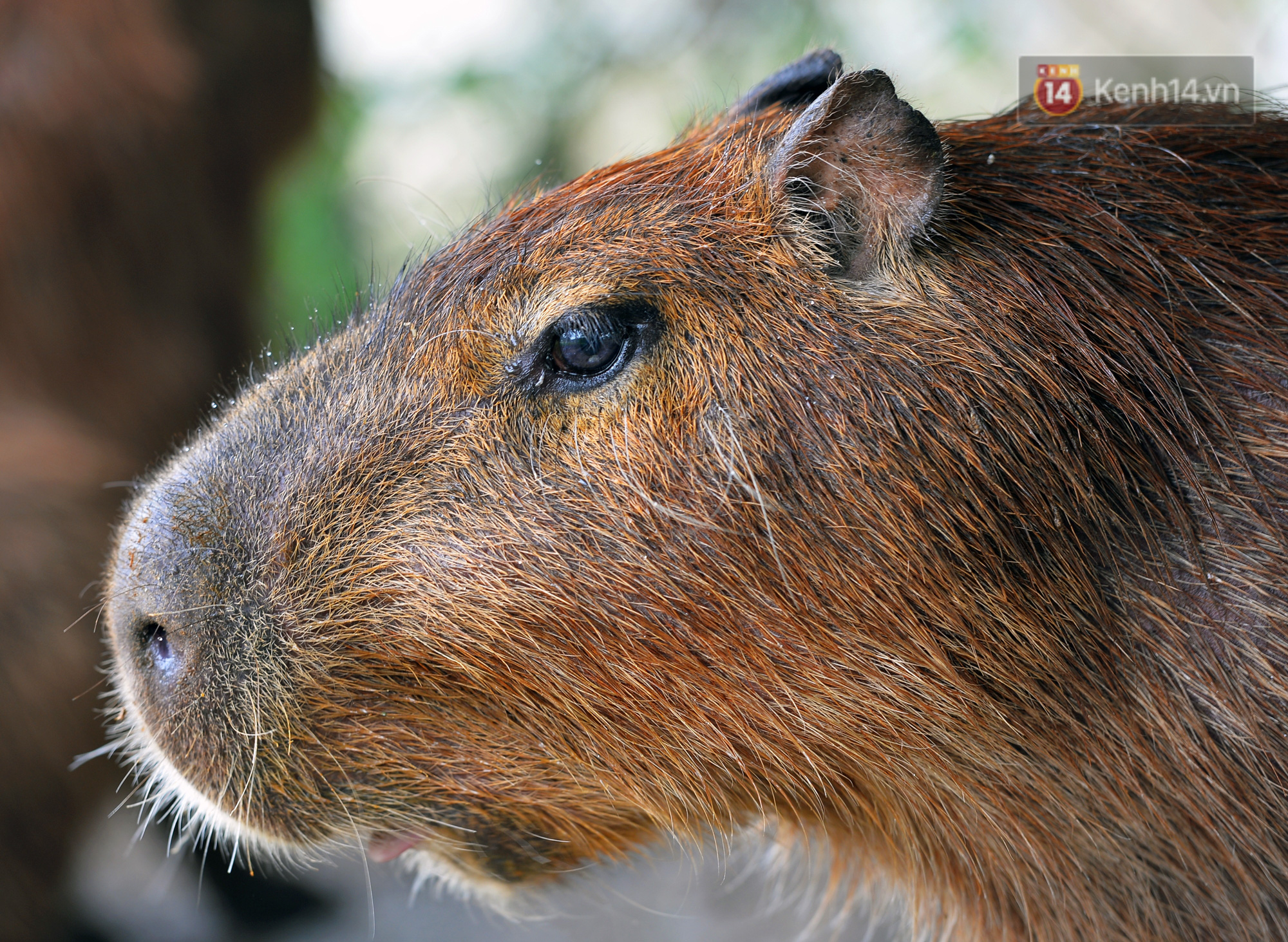 Trước thềm năm Canh T&yacute;, ngắm những ch&uacute; chuột lang Nam Mỹ to nhất thế giới tại H&agrave; Nội - Ảnh 10.