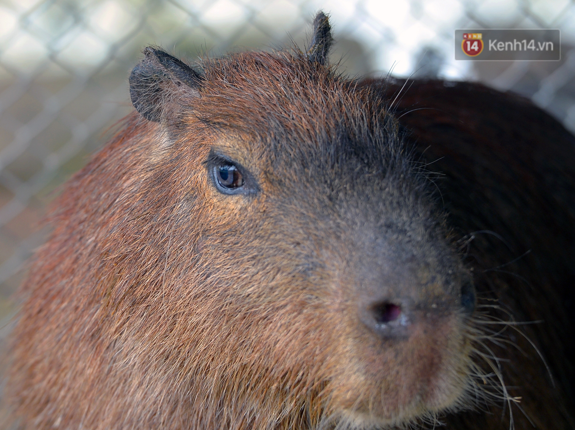 Trước thềm năm Canh T&yacute;, ngắm những ch&uacute; chuột lang Nam Mỹ to nhất thế giới tại H&agrave; Nội - Ảnh 12.