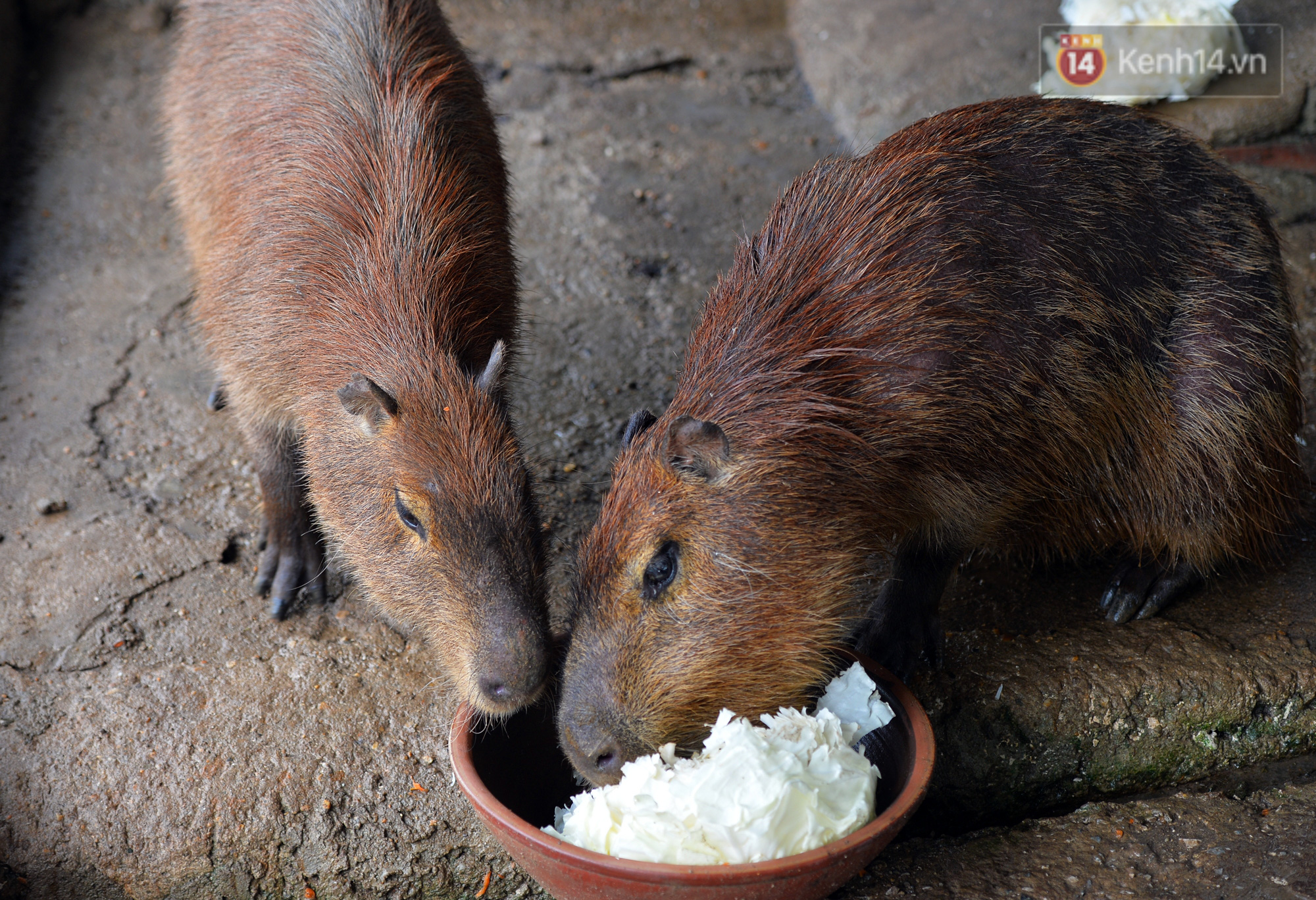 Trước thềm năm Canh T&yacute;, ngắm những ch&uacute; chuột lang Nam Mỹ to nhất thế giới tại H&agrave; Nội - Ảnh 9.