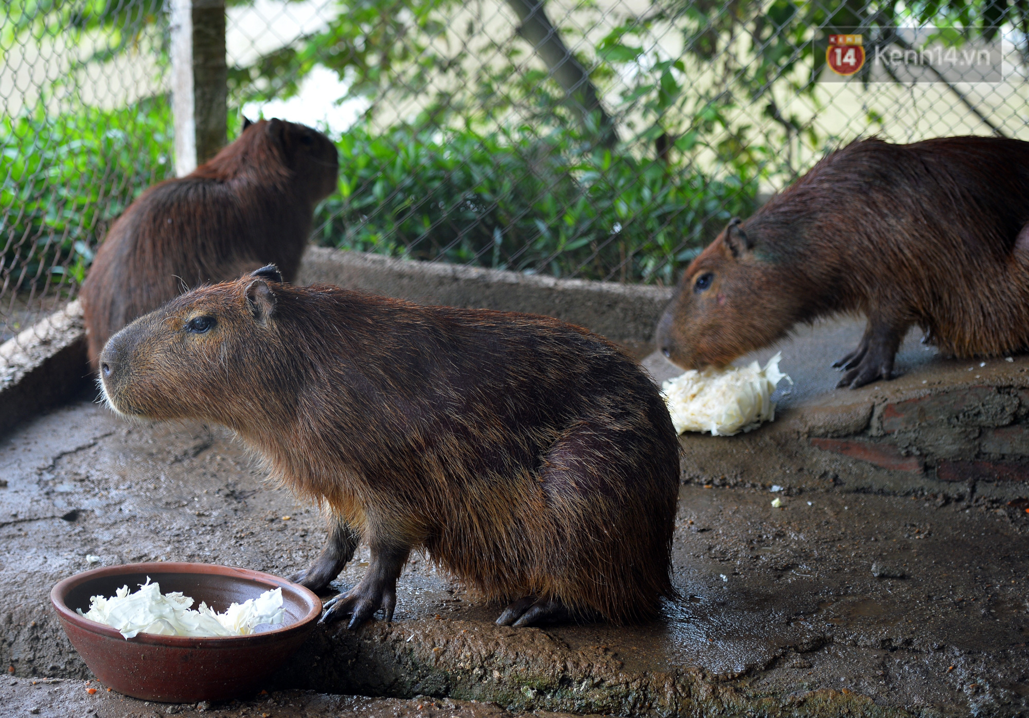 Trước thềm năm Canh T&yacute;, ngắm những ch&uacute; chuột lang Nam Mỹ to nhất thế giới tại H&agrave; Nội - Ảnh 13.