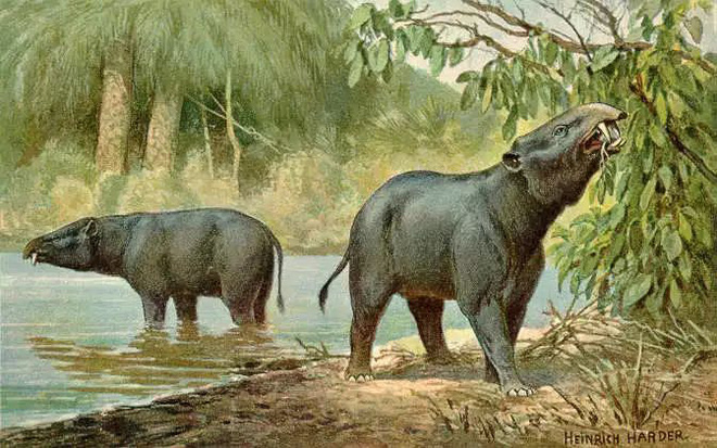 Vì sao mũi của loài voi lại tiến hóa để dài như vậy? - Ảnh 2.
