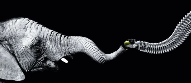 V&igrave; sao mũi của lo&agrave;i voi lại tiến h&oacute;a để d&agrave;i như vậy? - Ảnh 9.