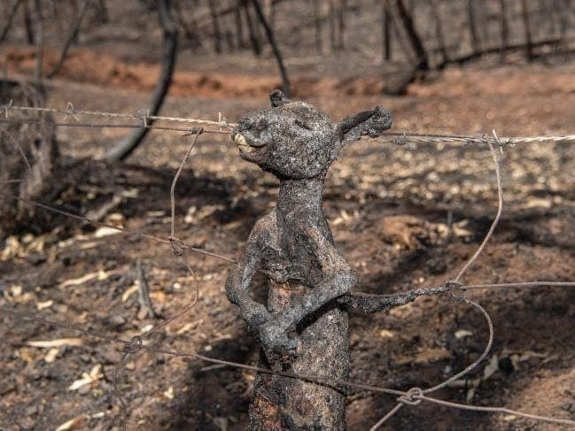 Gần NỬA TỈ sinh vật bị thiêu rụi, 1/3 số gấu koala chết cháy: Úc đang trải qua trận cháy rừng đại thảm họa thực sự mà chưa nhìn thấy lối thoát - Ảnh 10.