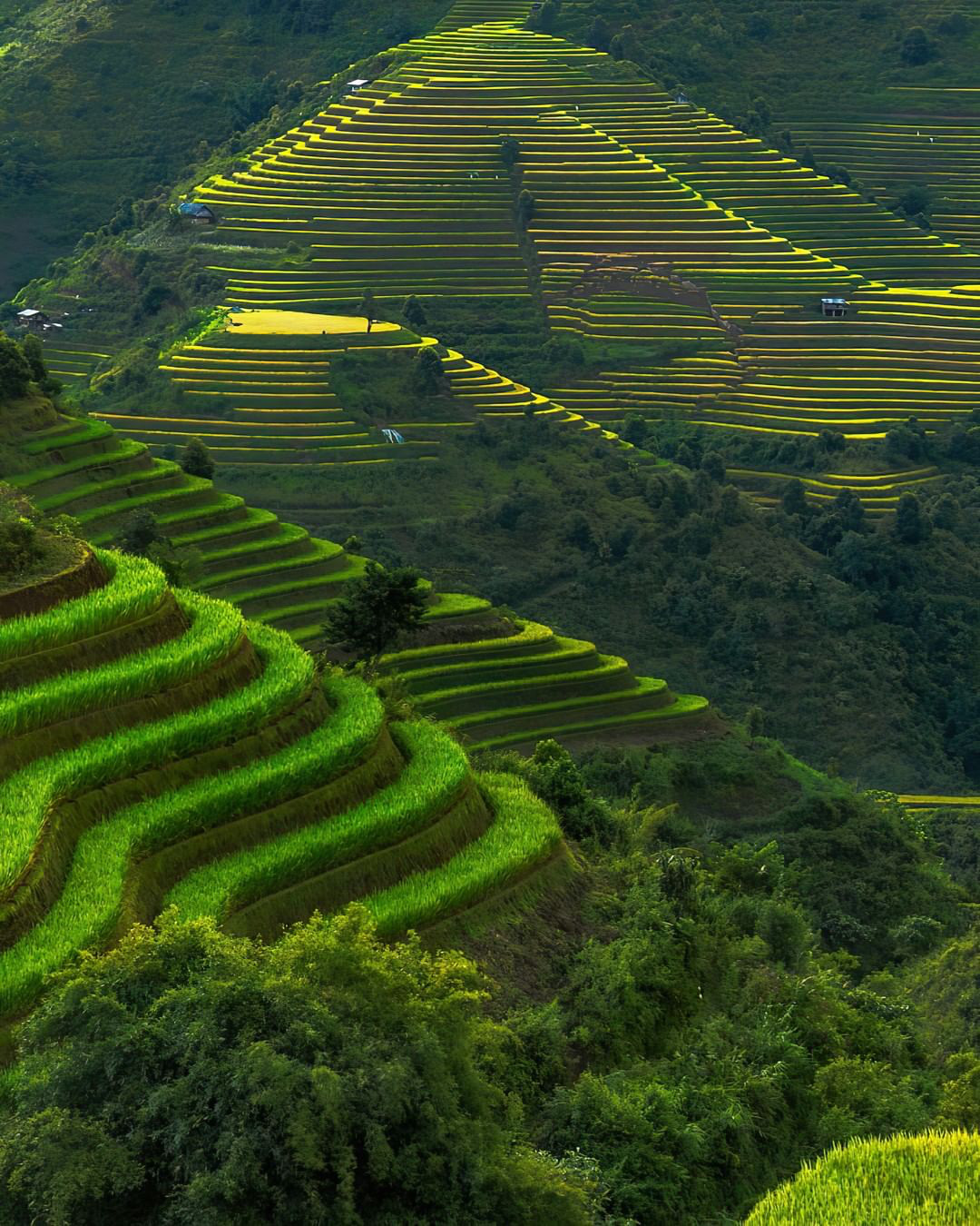 рисовые поля во вьетнаме