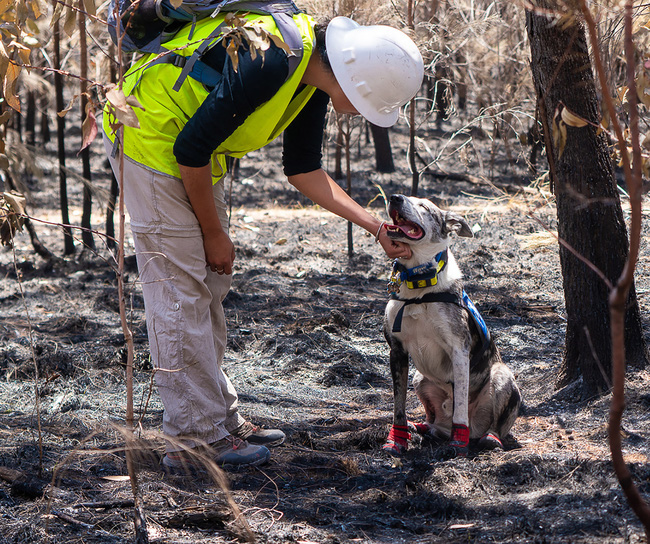 Chú chó anh hùng gây xôn xao cộng đồng mạng khi sở hữu siêu năng lực giúp giải cứu gấu koala gặp nạn trong thảm họa cháy rừng ở Úc - Ảnh 4.