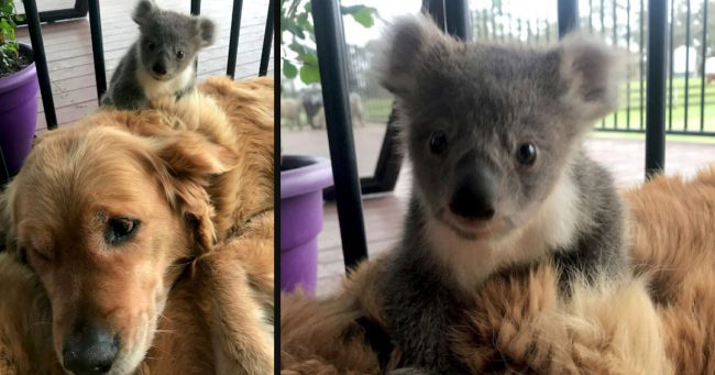 Sự thực đằng sau tấm hình chó golden cứu gấu koala lạc mẹ vì vụ cháy rừng thảm họa tại Úc: Cảm động và cưng xỉu, nhưng... fake - Ảnh 1.