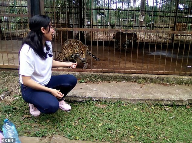  Vượt h&agrave;ng r&agrave;o an ninh để chụp ảnh tự sướng với b&aacute;o đốm, người phụ nữ gặp phải bi kịch khiến c&ocirc; mất đi một c&aacute;nh tay  - Ảnh 1.