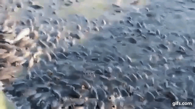 Cảnh tượng đàn cá bơi lúc nhúc gây sởn da gà, ngỡ chỉ xuất hiện trong phim kinh dị mà có thật ở hồ nước độc nhất vô nhị trên thế giới - Ảnh 1.