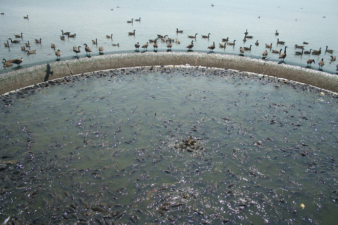 Cảnh tượng đàn cá bơi lúc nhúc gây sởn da gà, ngỡ chỉ xuất hiện trong phim kinh dị mà có thật ở hồ nước độc nhất vô nhị trên thế giới - Ảnh 8.