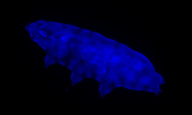 Phát hiện ra siêu sức mạnh mới của loài gấu nước: một lá chắn cực tím bằng huỳnh quang - Ảnh 2.