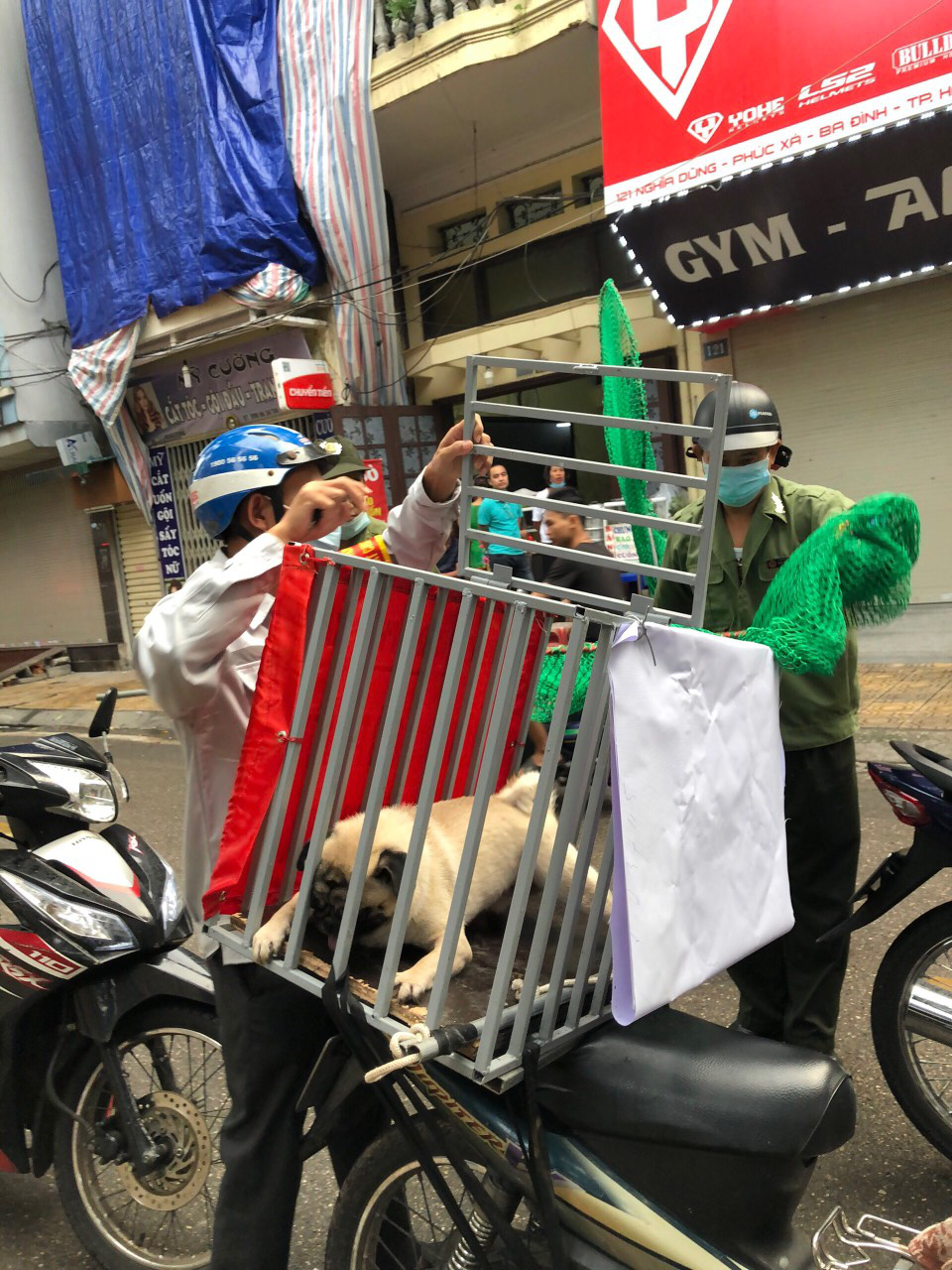 Hà Nội: Thành lập tổ phản ứng nhanh truy bắt chó thả rông nơi công cộng - Ảnh 5.