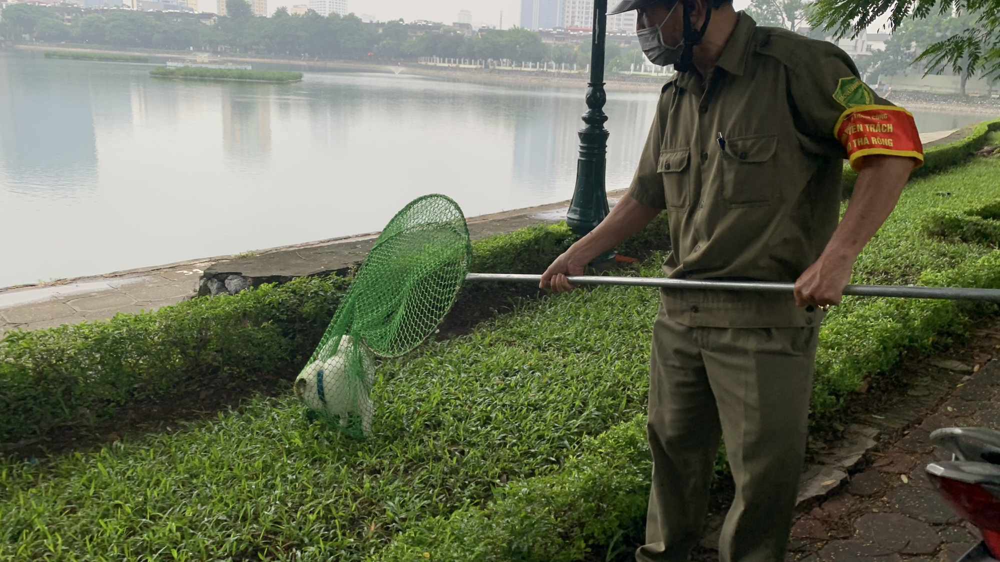 Hà Nội: Thành lập tổ phản ứng nhanh truy bắt chó thả rông nơi công cộng - Ảnh 4.