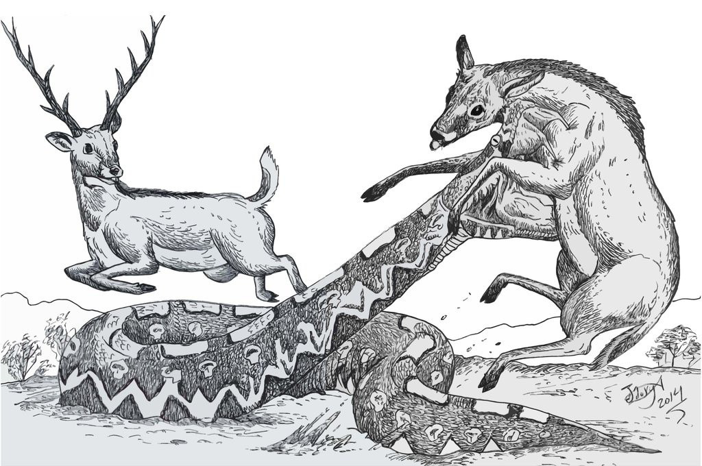 V&igrave; sao 1/3 nh&acirc;n loại lại sợ rắn v&agrave; sự thật về những lo&agrave;i b&ograve; s&aacute;t khổng lồ từng xơi t&aacute;i c&aacute; voi v&agrave; khủng long thời tiền sử - Ảnh 10.