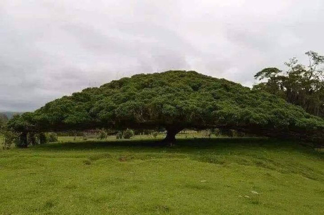 Đ&egrave;n đường b&igrave;nh thường nhưng lại g&acirc;y ngứa ran v&igrave; thứ bao phủ n&oacute; c&ugrave;ng loạt t&igrave;nh huống đặc biệt nhất tr&ecirc;n đời m&agrave; kh&ocirc;ng phải ai cũng được chi&ecirc;m ngưỡng - Ảnh 14.