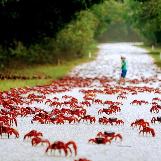 Đ&egrave;n đường b&igrave;nh thường nhưng lại g&acirc;y ngứa ran v&igrave; thứ bao phủ n&oacute; c&ugrave;ng loạt t&igrave;nh huống đặc biệt nhất tr&ecirc;n đời m&agrave; kh&ocirc;ng phải ai cũng được chi&ecirc;m ngưỡng - Ảnh 4.