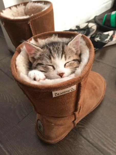 Khi các hoàng thượng chán cảnh đệm êm chăn ấm, chuyển sang phong cách bạ đâu nằm đấy cho thoải mái - Ảnh 18. Khi các hoàng thượng chán cảnh đệm êm chăn ấm, chuyển sang phong cách bạ đâu nằm đấy cho thoải mái - Ảnh 18.