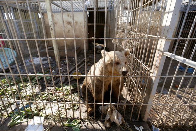 Bên trong sở thú khắp thế giới nơi các con vật bị ngược đãi để mua vui cho con người, đến nỗi phải trả giá bằng cả tính mạng của mình - Ảnh 5.