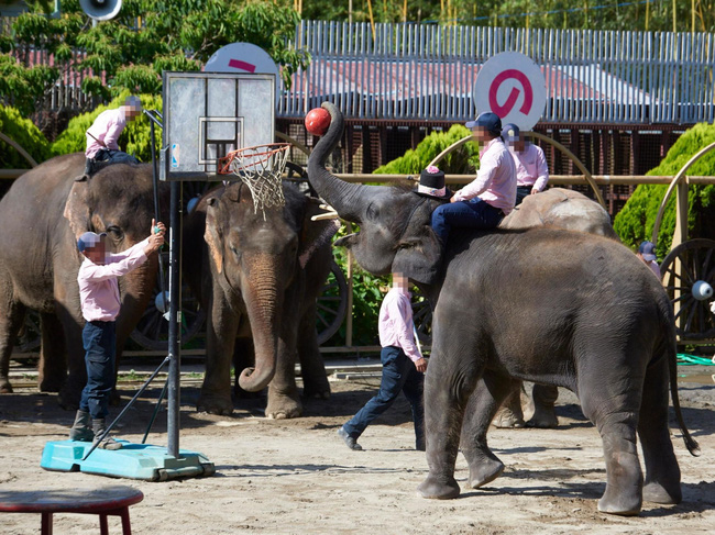B&ecirc;n trong sở th&uacute; khắp thế giới nơi c&aacute;c con vật bị ngược đ&atilde;i để mua vui cho con người, đến nỗi phải trả gi&aacute; bằng cả t&iacute;nh mạng của m&igrave;nh - Ảnh 7.