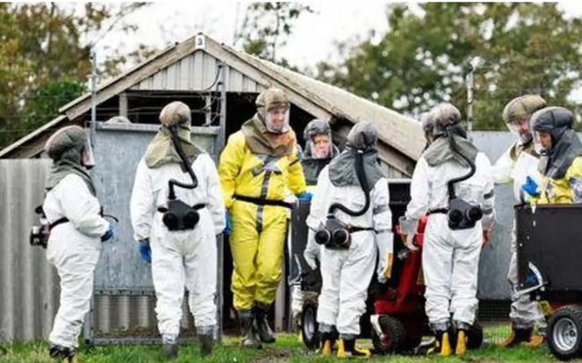 Virus SARS-CoV-2 lây sang người, Đan Mạch tiêu hủy 17 triệu chồn nuôi - Ảnh 1.
