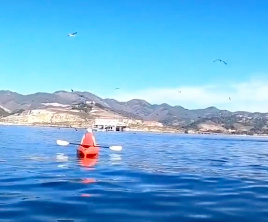 Shock: Two paddling tourists were suddenly swallowed by whales, shocking ending!  - Photo 2.