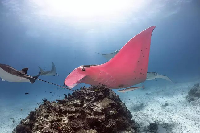 Chuyện hi hữu triệu lần mới bắt gặp được: Nhiếp ảnh gia may mắn chụp được chú cá đuối có màu hồng duy nhất trên thế giới  - Ảnh 2.