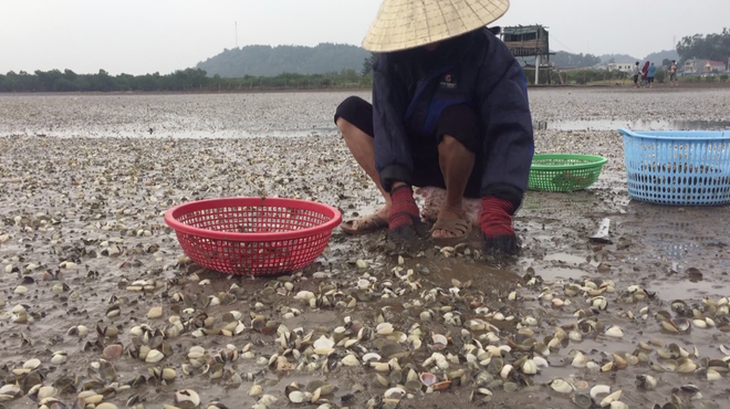 Ngao chết trắng bờ biển không rõ nguyên nhân, dân nuốt nước mắt nhặt vỏ đổ từng đống - Ảnh 10.