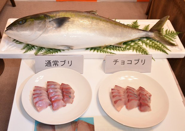 Nhật Bản ra mắt sushi cá cam phiên bản cực lạ: kết hợp với quýt và chocolate, chưa biết có ngon hay không nhưng ai cũng tò mò muốn thử - Ảnh 3.